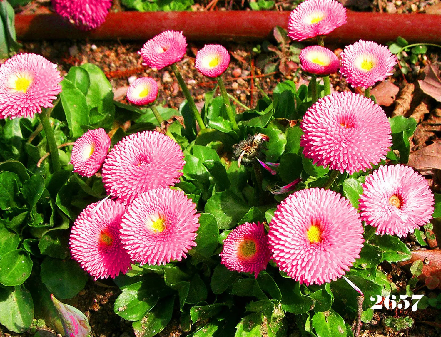 English daisy 'Pomponette' pink - 700 seeds (Bellis perennis)
