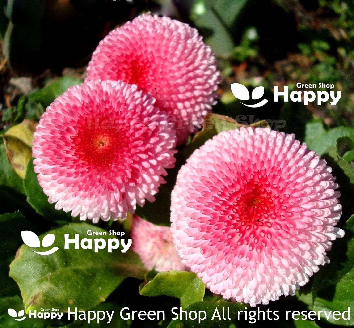 English daisy 'Pomponette' pink - 700 seeds (Bellis perennis)