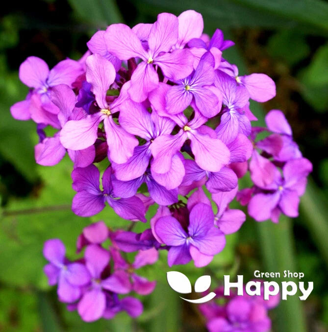 Lunaria Honesty - 50 seeds (Lunaria Annua)