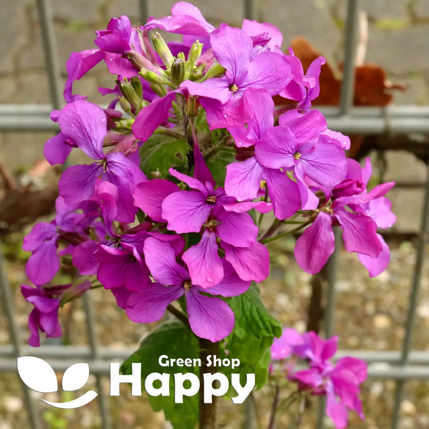 Lunaria Honesty - 50 seeds (Lunaria Annua)