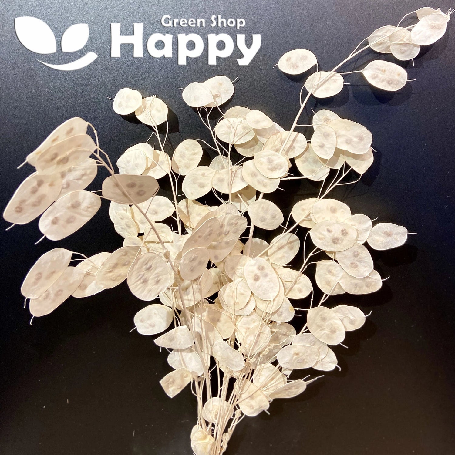Lunaria Honesty - 50 seeds (Lunaria Annua)
