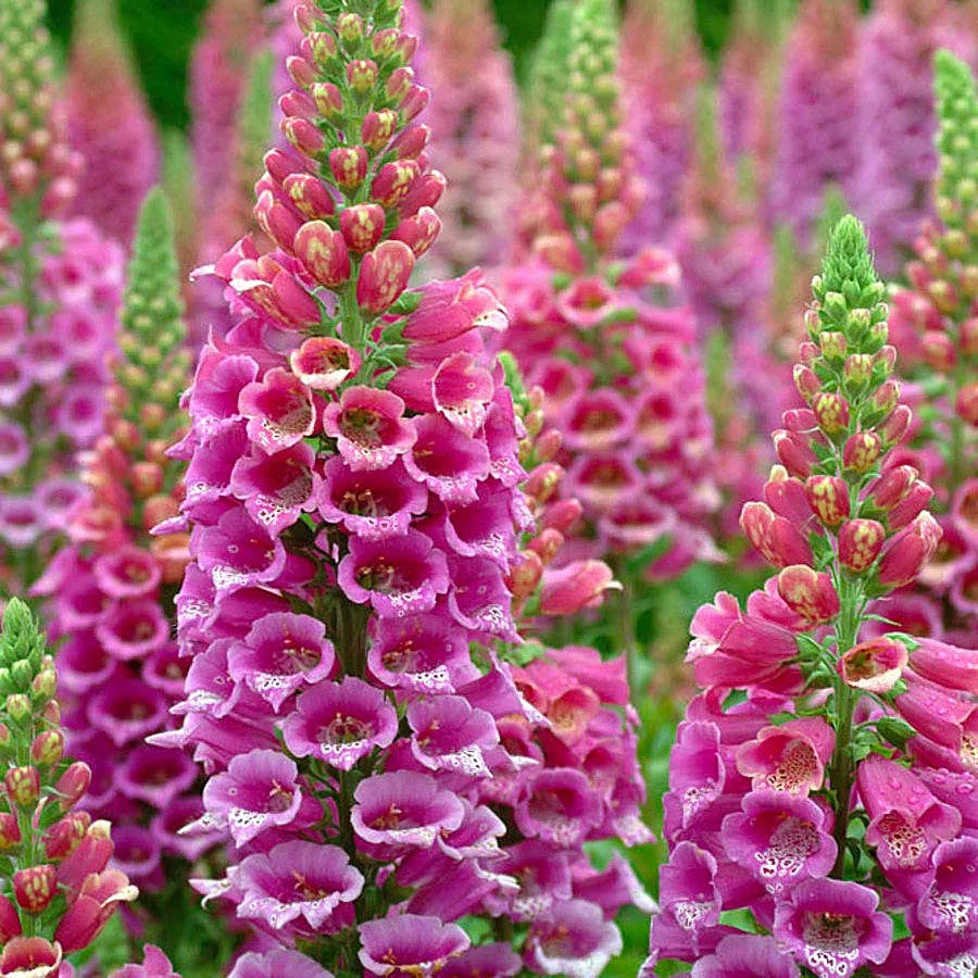 Foxglove 'Excelsior' Mix - 13 000 Seeds (Digitalis Purprea Biennial)