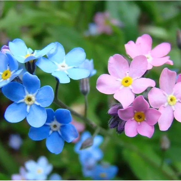 Alpine Forget me not mix - 1000 seeds (Myosotis alpestris)