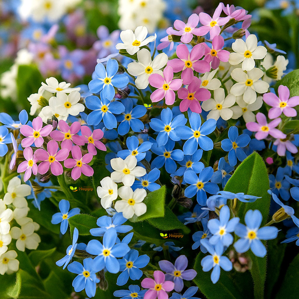 Alpine Forget me not mix - 1000 seeds (Myosotis alpestris)
