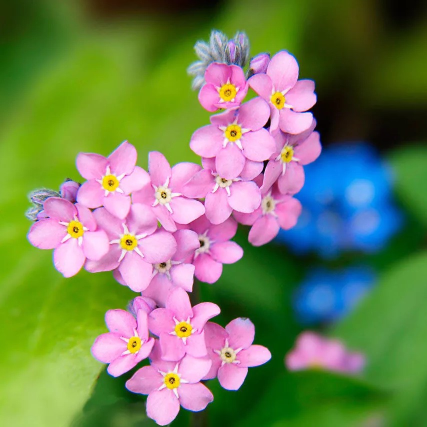 Alpine Forget me not mix - 1000 seeds (Myosotis alpestris)