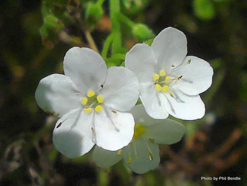 Alpine Forget-me-not White - 1000 seeds (Myosotis alpestris)