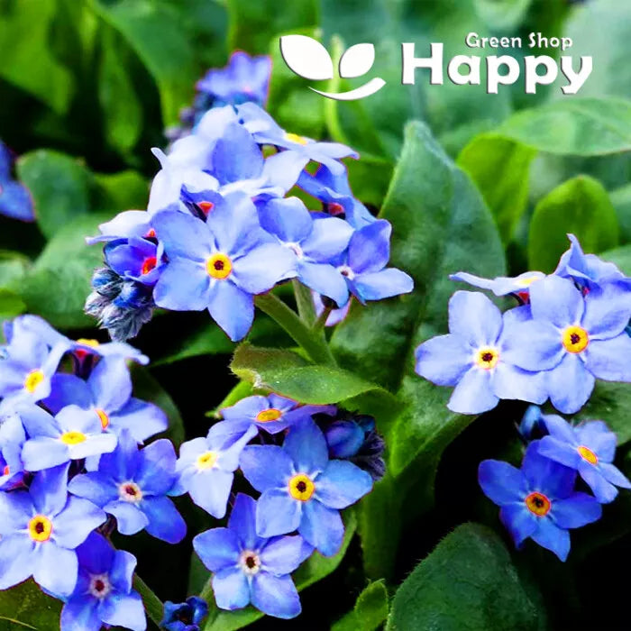 Alpine Forget-me-not Blue - 2700 seeds (Myosotis alpestris)