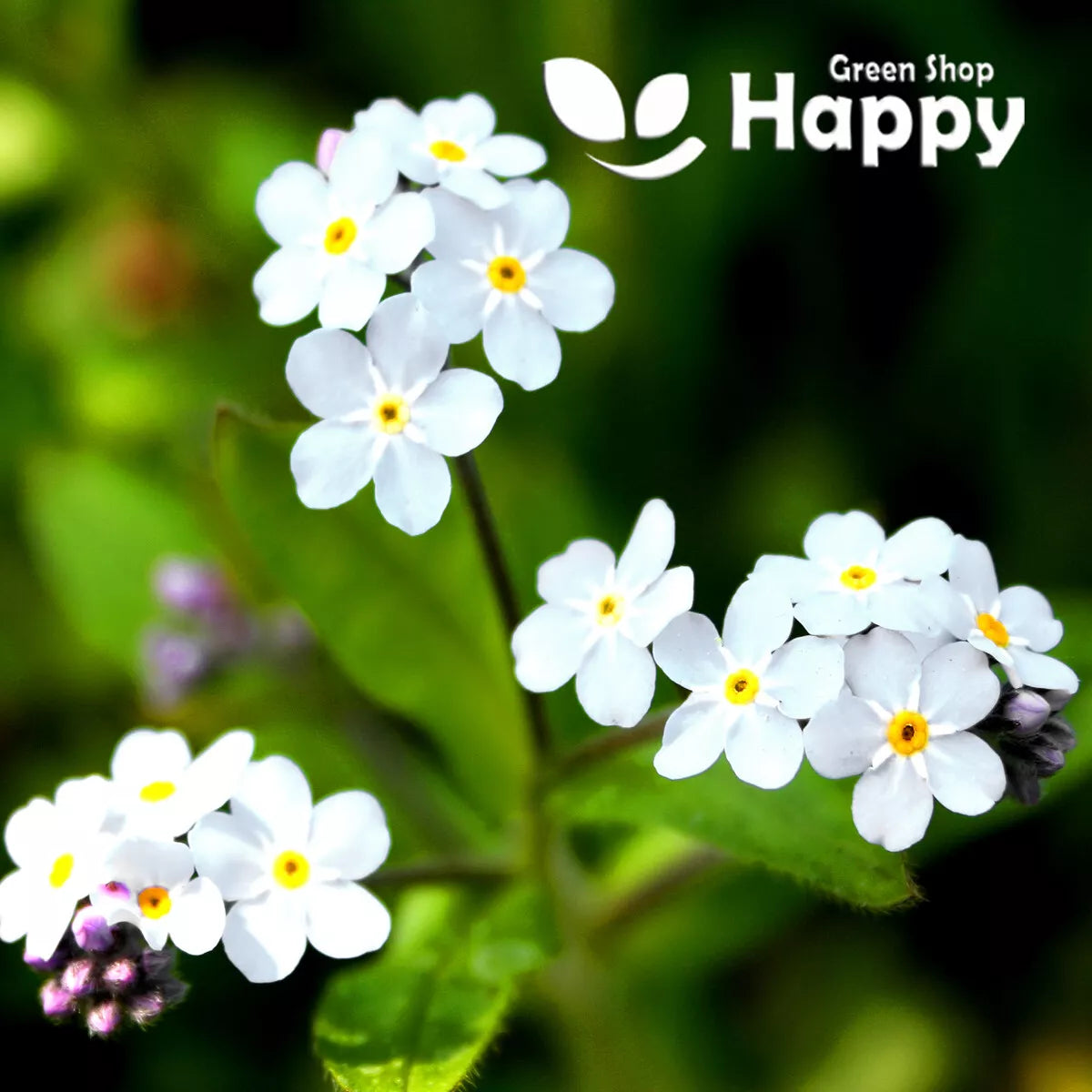 Alpine Forget-me-not White - 1000 seeds (Myosotis alpestris)