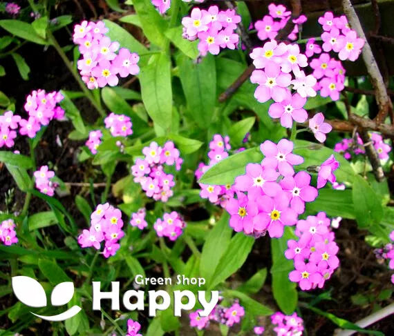 Alpine Forget-me-not Pink - 1000 seeds (Myosotis alpestris)