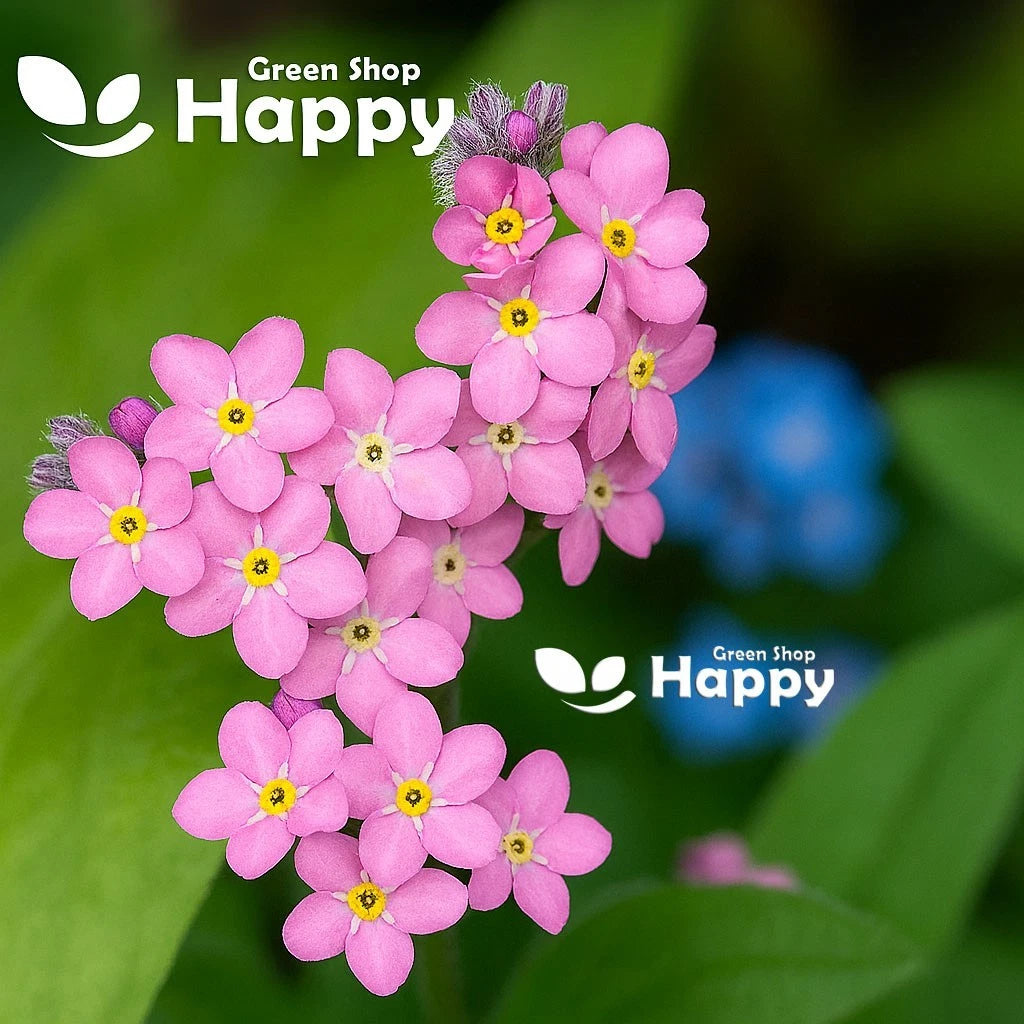 Alpine Forget-me-not Pink - 1000 seeds (Myosotis alpestris)