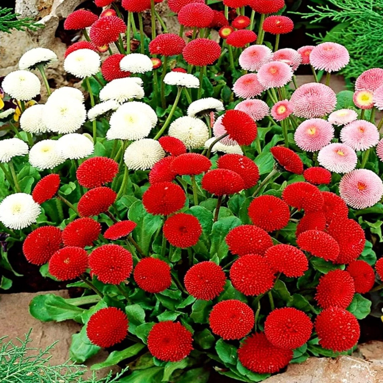 English daisy 'Pomponette' mixed - 650 seeds (Bellis perennis)