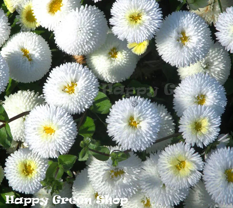 English daisy 'Pomponette' white - 500 seeds (Bellis perennis)
