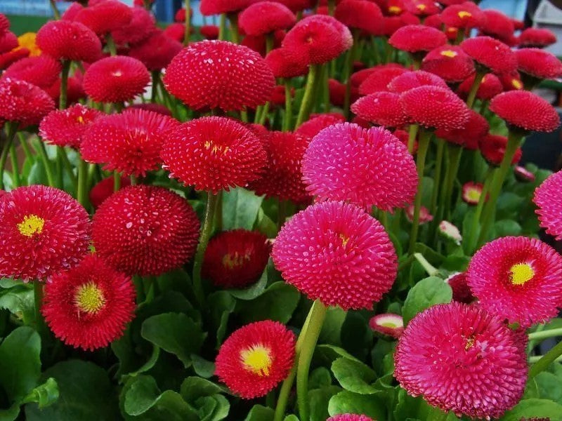 English daisy 'Pomponette' red - 500 seeds (Bellis perennis)