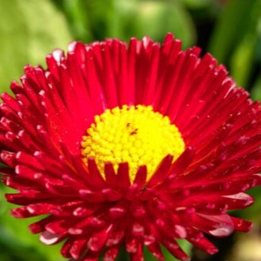 English daisy 'Super enorma' red - 500 seeds (Bellis perennis) Large flowers