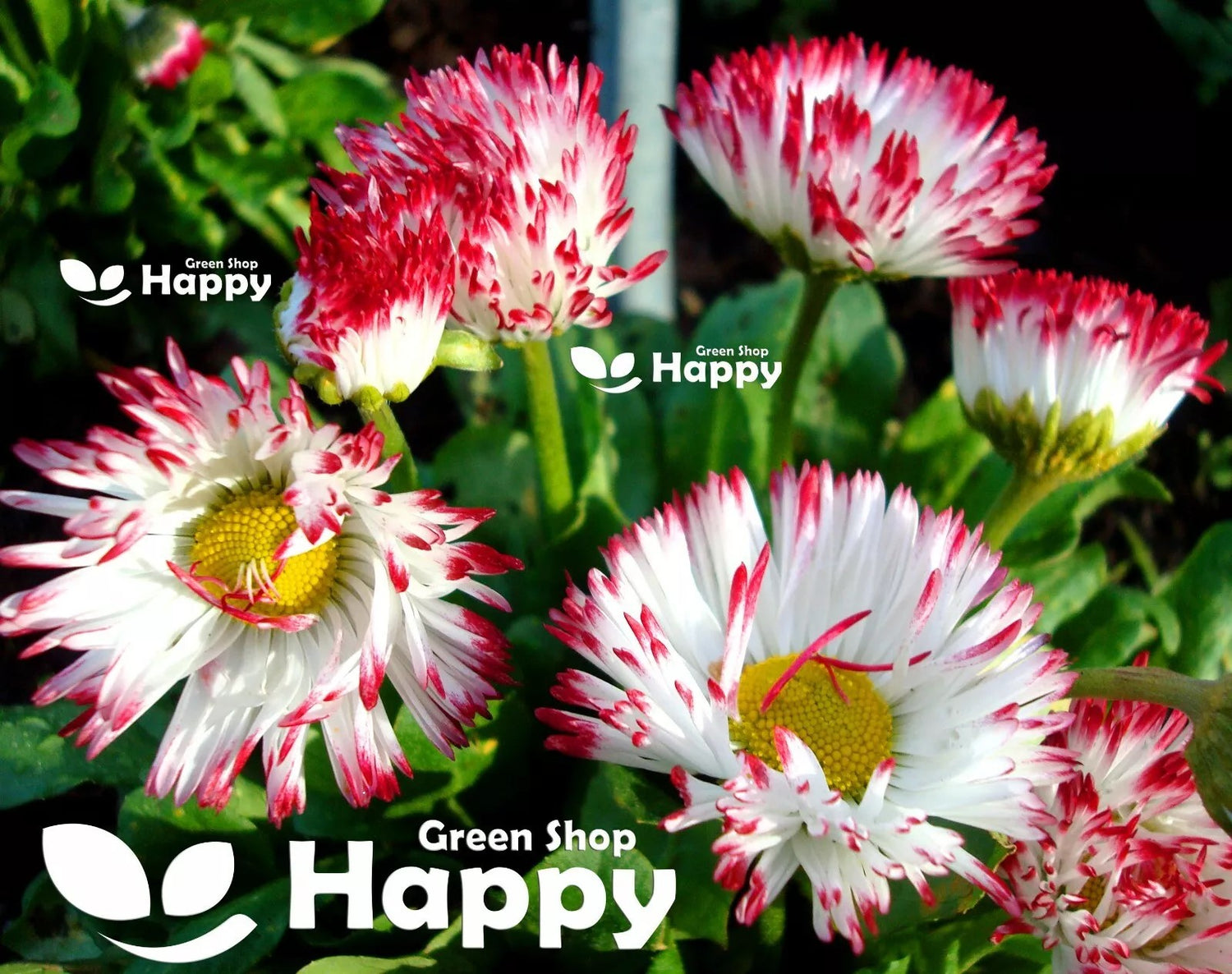 English Daisy Mix - 500 seeds (Bellis Perennis Monstrosa)
