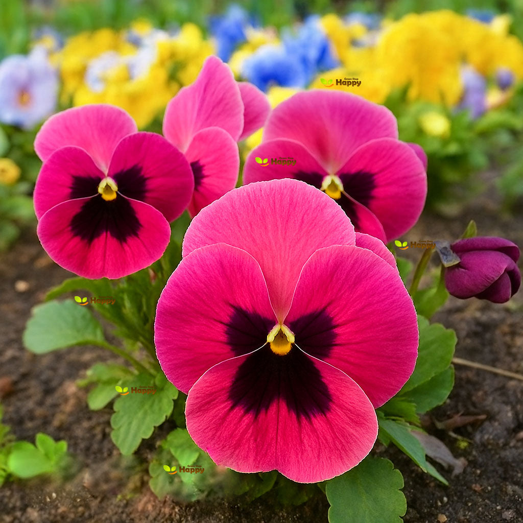Pansy Swiss giant Pink - 170 seeds (Viola wittrockiana)