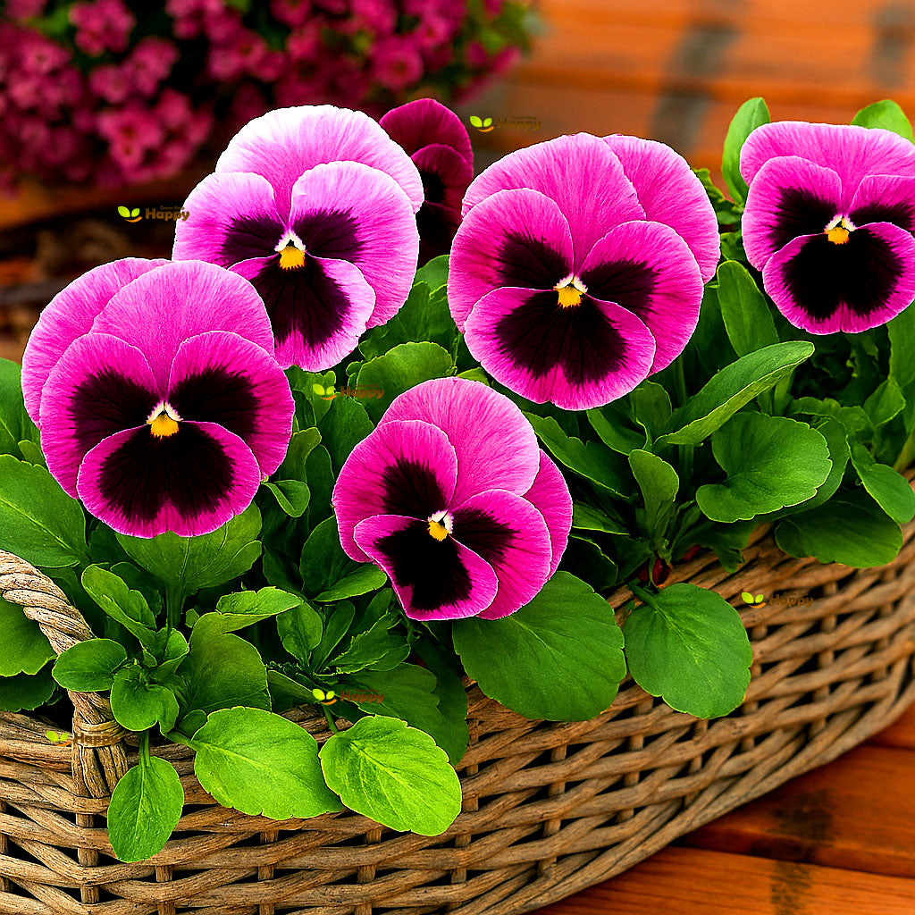 Pansy Swiss giant Pink - 170 seeds (Viola wittrockiana)