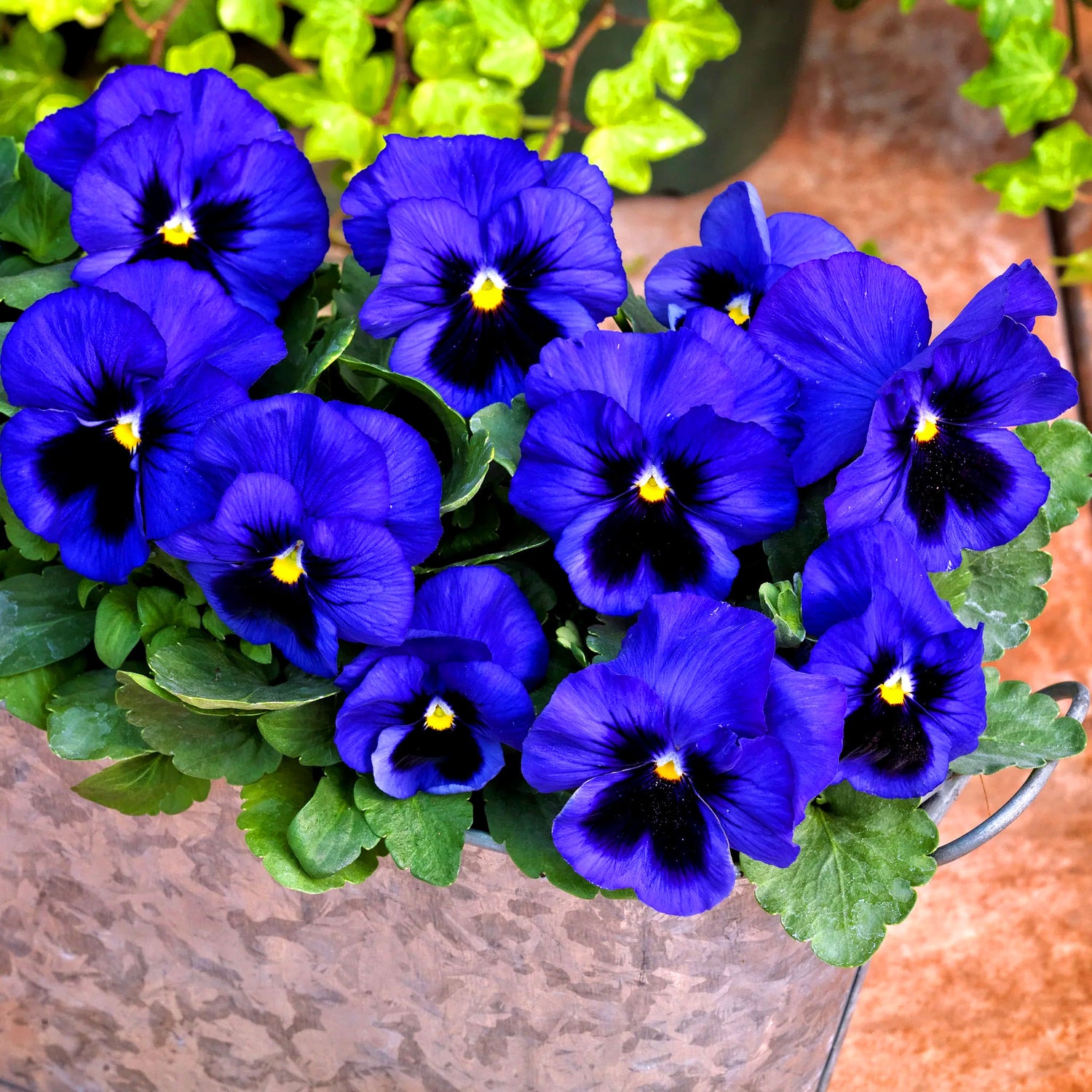 Pansy Swiss Pansy Blue 'Ullswater' - 300 seeds (Viola Wittrockiana)