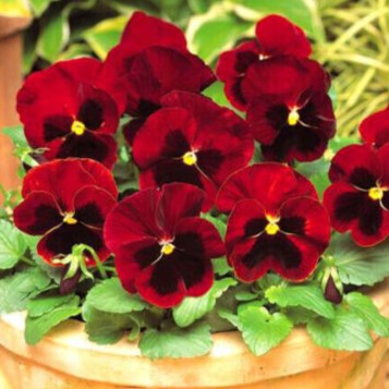 Pansy Swiss giant Red Claret - 300 seeds (Viola wittrockiana)