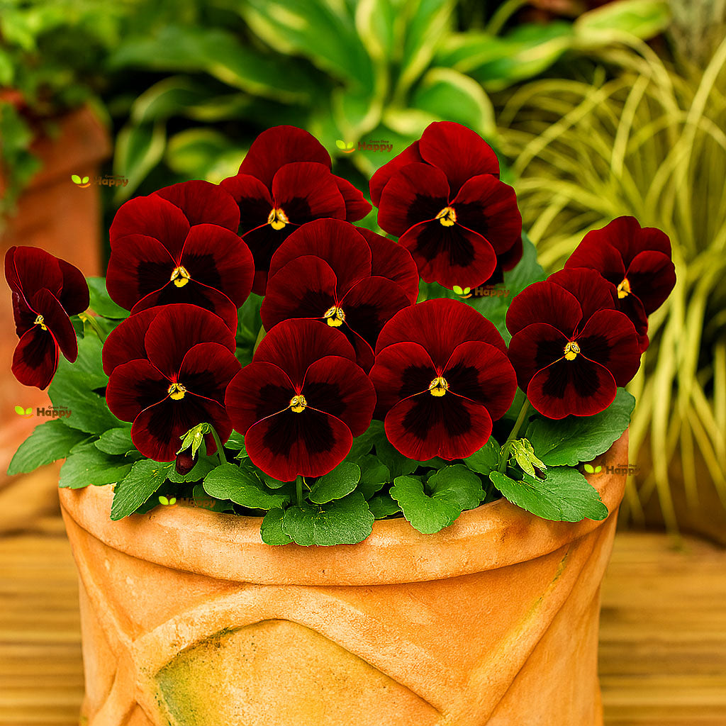 Pansy Swiss giant Red Claret - 300 seeds (Viola wittrockiana)