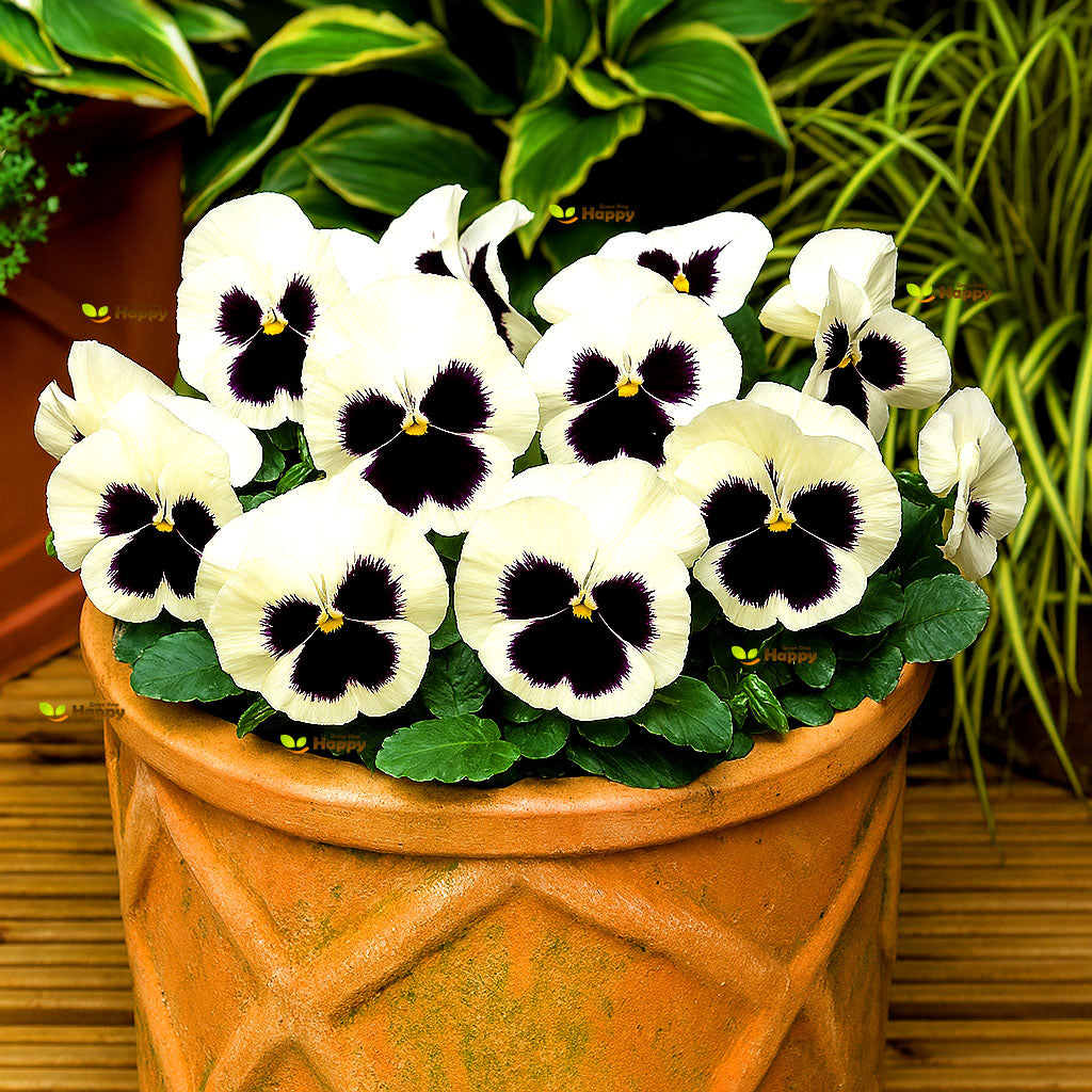 Pansy Swiss giant White Silverbride - 300 seeds (Viola wittrockiana)