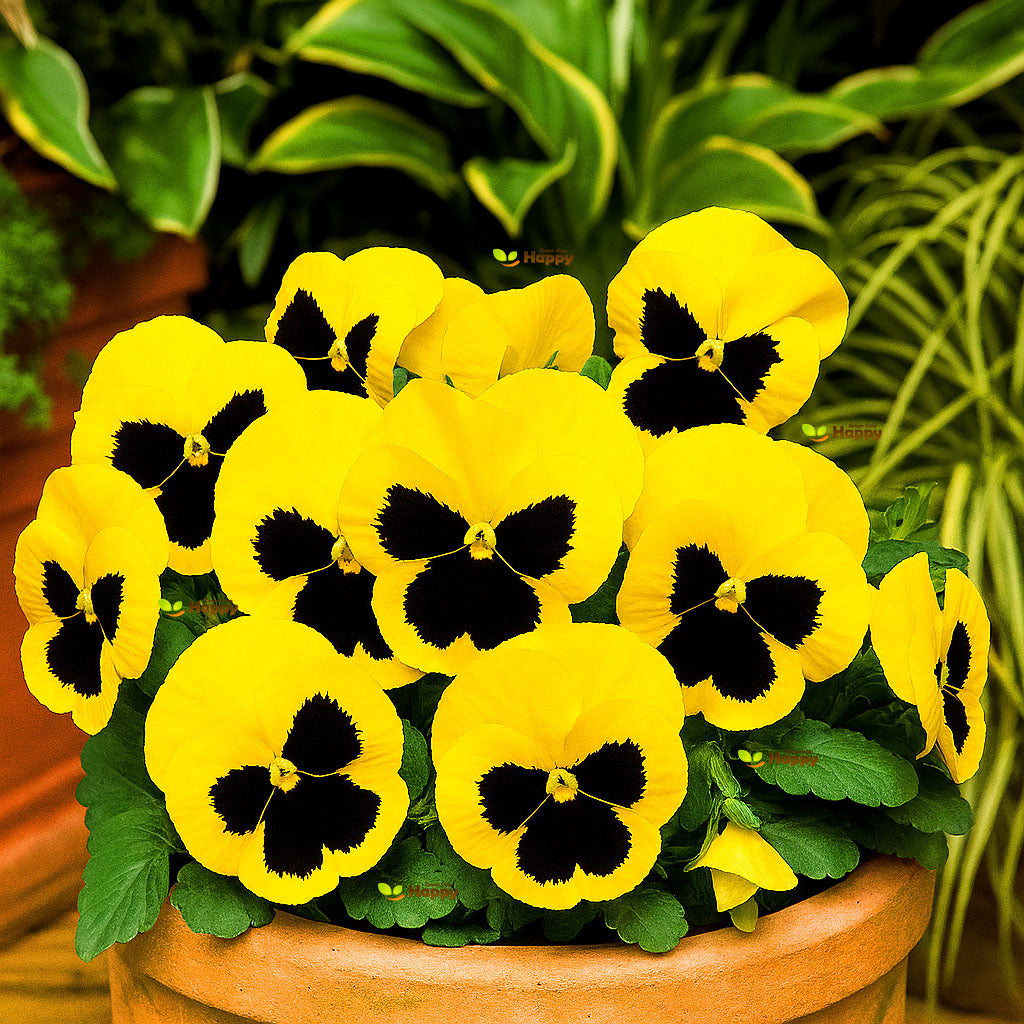 Pansy Swiss giant Yellow - 300 seeds (Viola wittrockiana)