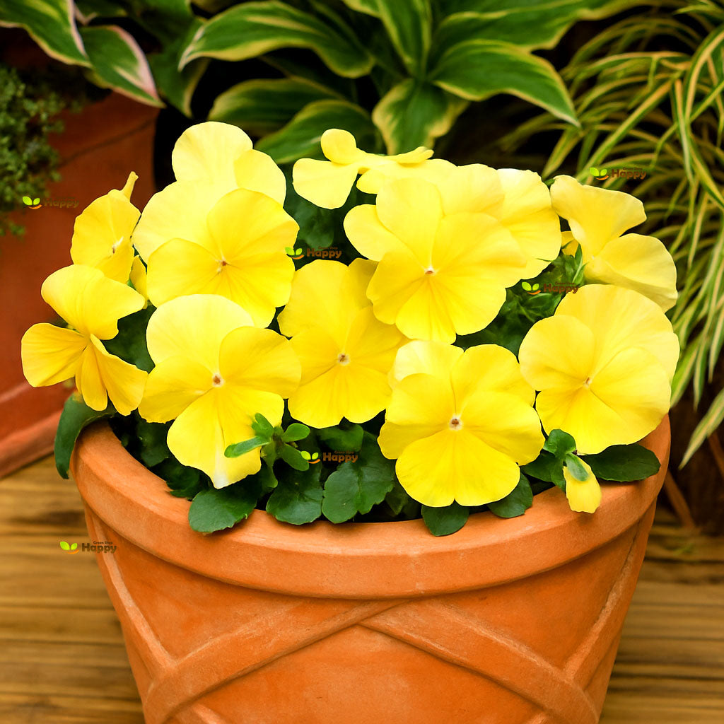 Pansy Swiss giant Golden Yellow - 250 seeds (Viola wittrockiana)