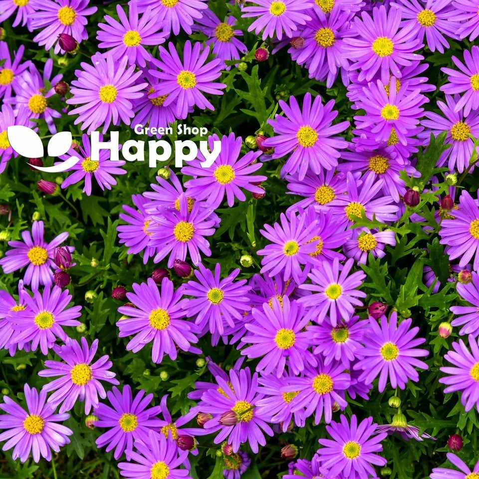 Alpine Aster Mix - 150 seeds (Aster Alpinus)