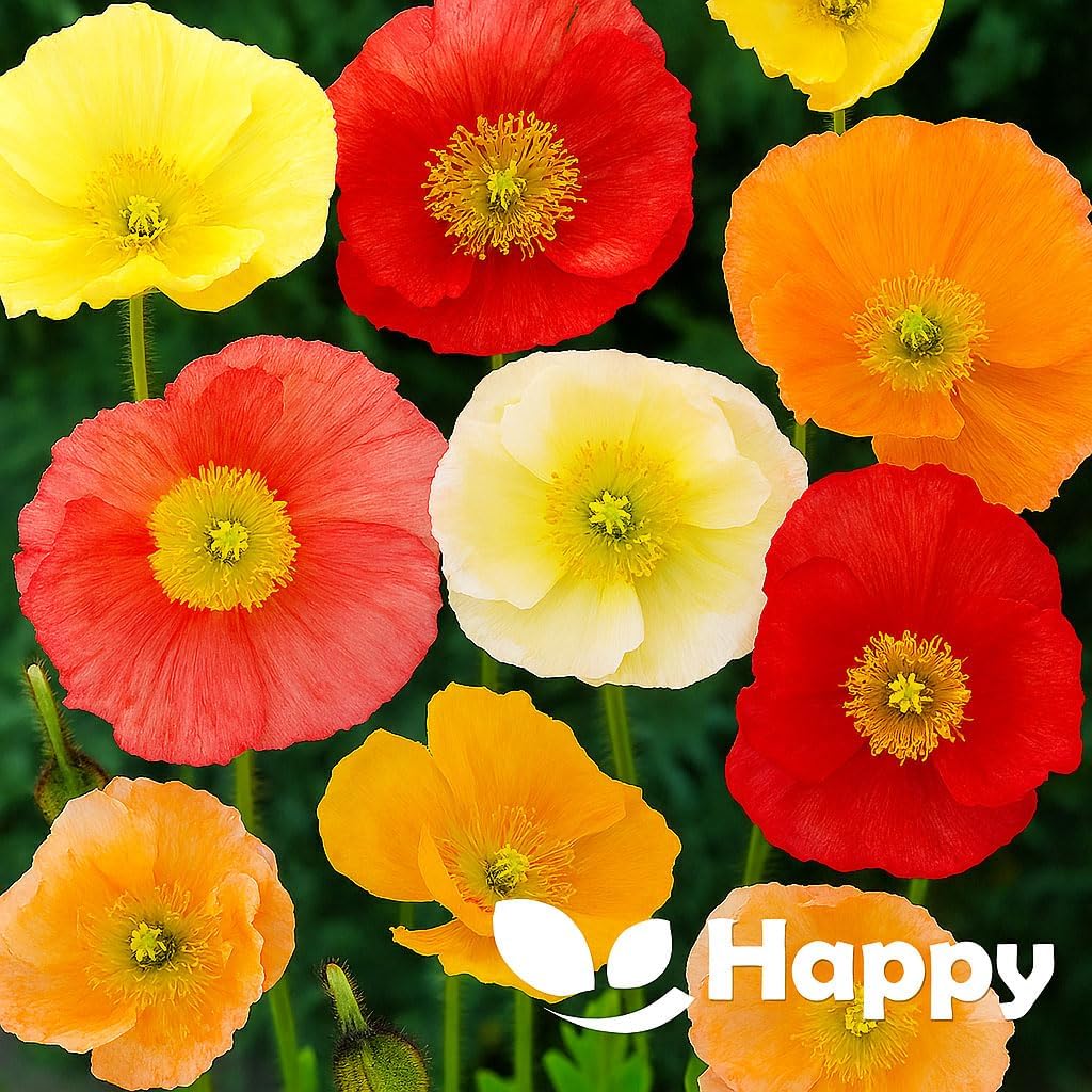 Iceland poppy `F2 Wind song` mix - 1000 seeds (Papaver nudicaule)
