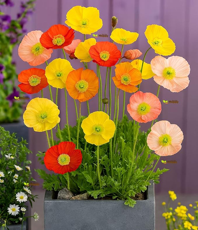 Iceland poppy `F2 Wind song` mix - 1000 seeds (Papaver nudicaule)