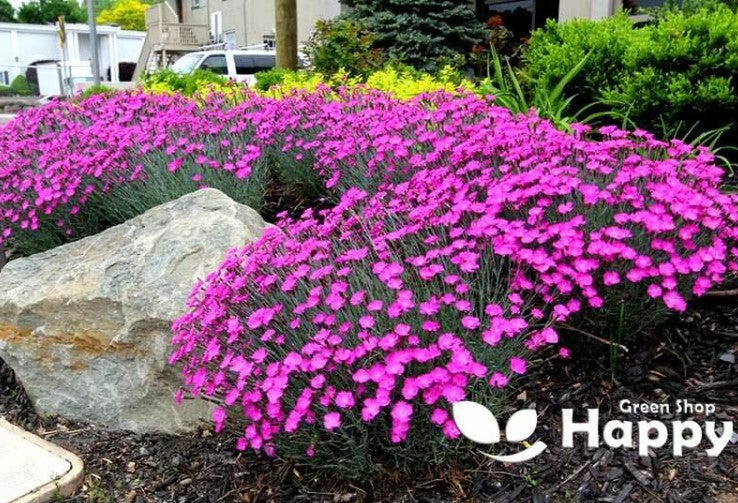 Dianthus `Cheddar Pink` - 150 seeds (Dianthus Gratianopolitanus)