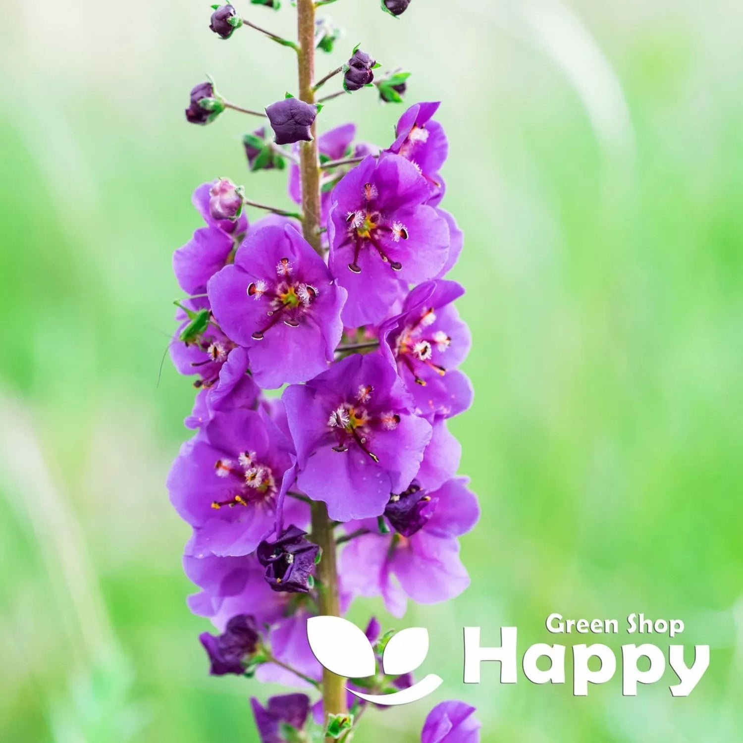 Temptress Flower Mixed - 1500 seeds (Verbascum Phoeniceum)