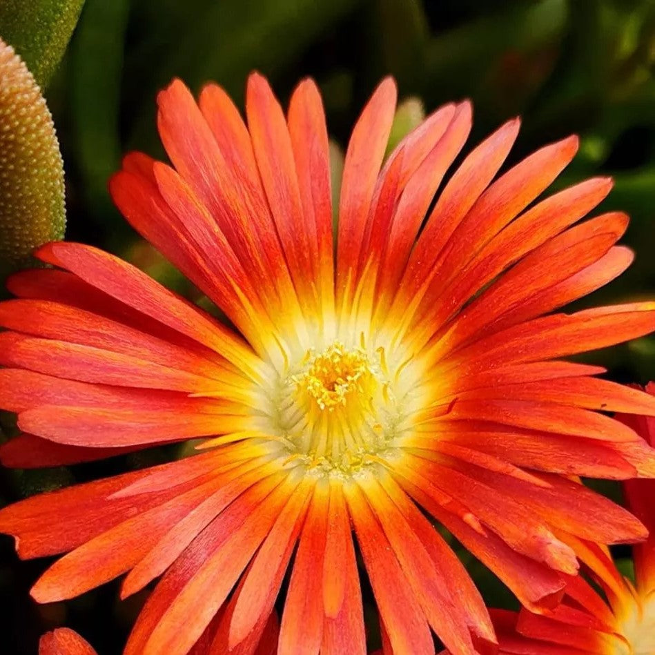 Livingstone Daisy Orange - 500 seeds - (Mesembryanthemum Harlequin)