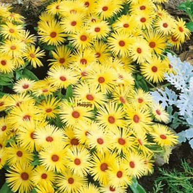 Livingstone Daisy Yellow - 600 seeds - (Mesembryanthemum Harlequin)