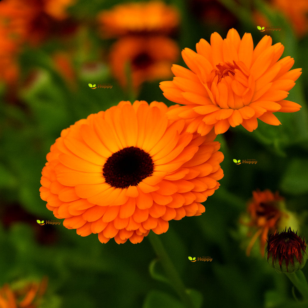 Pot Marigold Geisha Girl - 150 seeds (Calendula officinalis)
