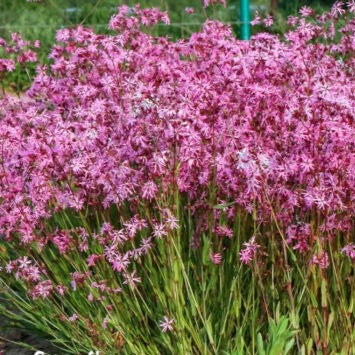 Lychnis Ragged Robin - 3500 seeds (Lychnis flos cuculi)