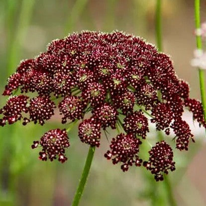 Ornamental carrot 'Purple Kisses' - 250 seeds (Daucus carota)