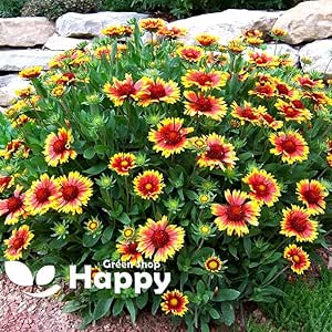 Blanket Flower Mix - 400 seeds (Gaillardia Aristata)