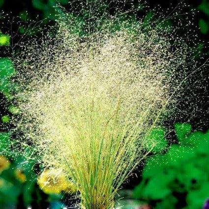 Cloud Grass - 1300 seeds (Agrostis nubelosa)