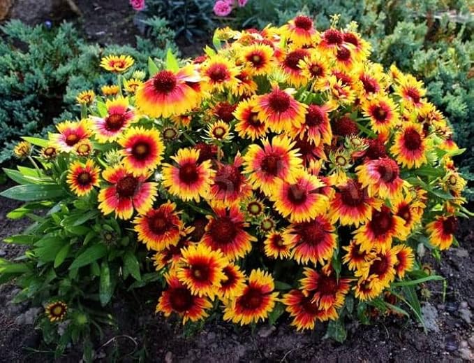 Dwarf Blanket Flower Mix - 300 seeds (Gaillardia Aristata Nana)