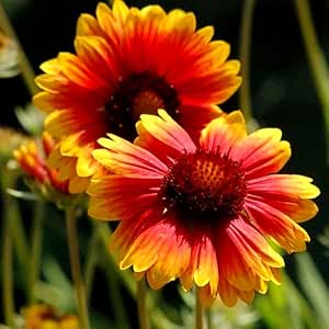Dwarf Blanket Flower Mix - 300 seeds (Gaillardia Aristata Nana)