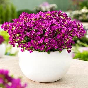 Rock Cress Pink - 1000 seeds (Arabis Caucasica Pink)
