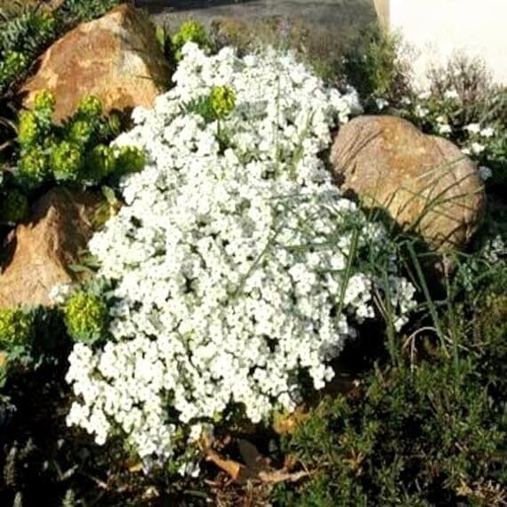 Rock Cress White - 1000 seeds (Arabis Caucasica White)
