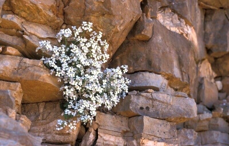 Rock Cress White - 1000 seeds (Arabis Caucasica White)