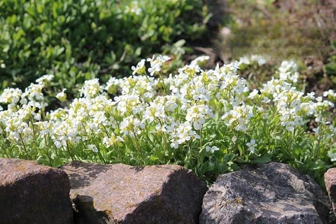 Rock Cress White - 1000 seeds (Arabis Caucasica White)
