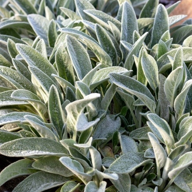 Stachys lanata 'Lamb`s Ears' pink - 150 seeds (Stachys Byzantina Lanata)