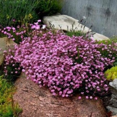 Baby's breath pink - 750 seeds (Gypsophilla repens)