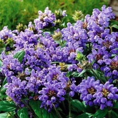 Selfheal Mix - 120 seeds (Prunella Grandiflora)