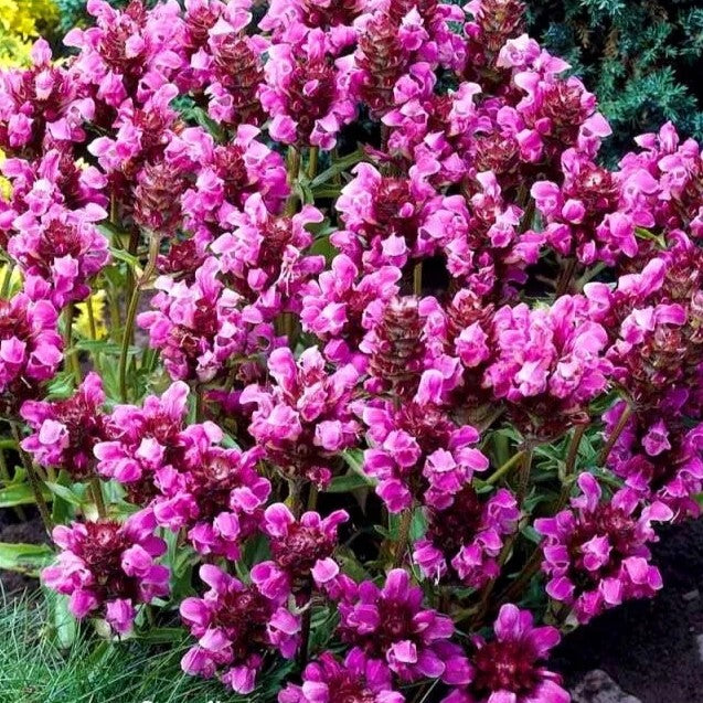 Selfheal Mix - 120 seeds (Prunella Grandiflora)
