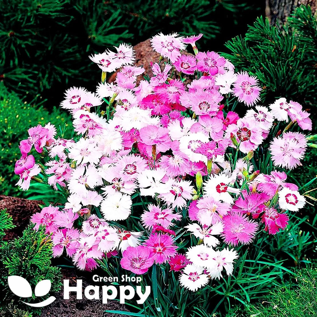 Dianthus 'Sweetness' Mix -  600 seeds (Dianthus plumarius)